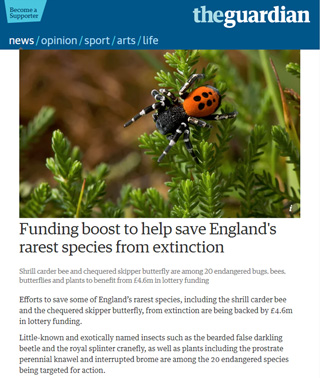 Buglife in The Guardian Newspaper - Boston Seeds