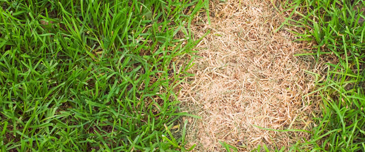 Damaged grass - discoloured grass - Boston Seeds
