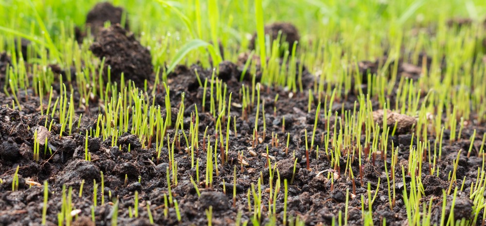 Growing a New Lawn From Seed - Boston Seeds