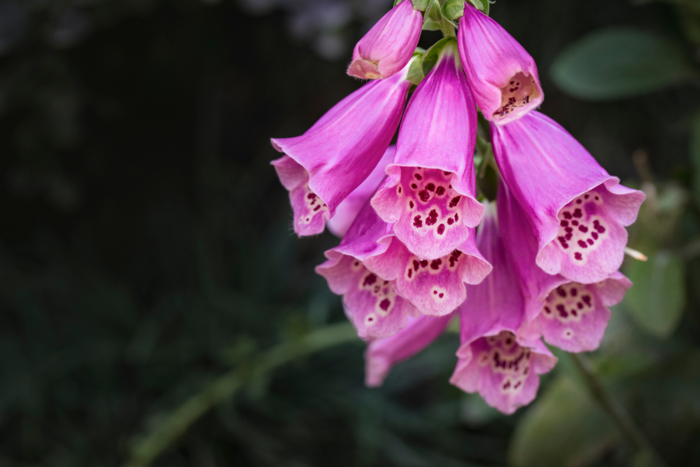 Plants that are toxic to horses - Foxglove