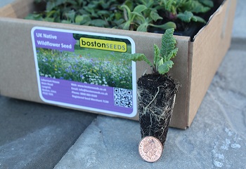 Wildflower plug plants 40cc - buy online from Boston Seeds