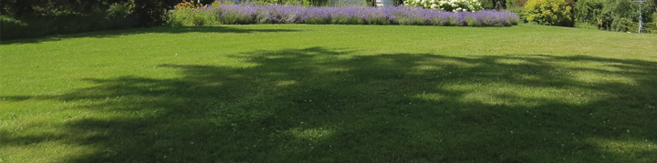 Lawn in the shade - Grass seed for shady lawns - Boston Seeds