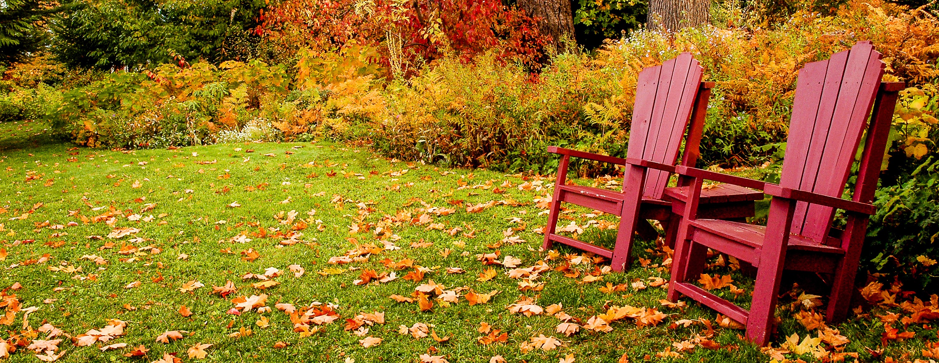 October Lawn Maintenance | Autumn Lawn Care - Boston Seeds