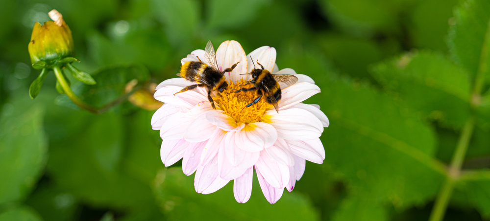 Bee on British Wildflower - Wildflower Seeds, Plants or Bulbs: Which Should I Choose? Boston Seeds