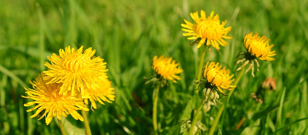 Best weed killer for dandelions - Boston Seeds