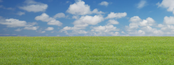 Green grass and blue sky - Boston Seeds