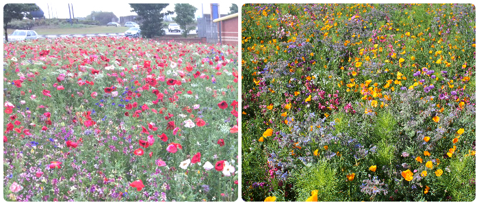 Colourmax wildflowers - Boston Seeds