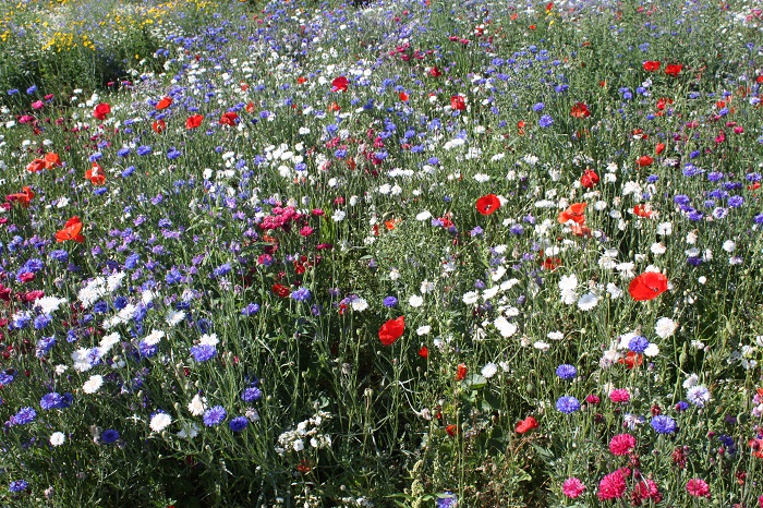 ColourMax wildflower seed mix - Boston Seeds