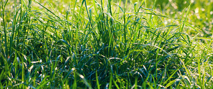 Long Green Grass - Boston Seeds