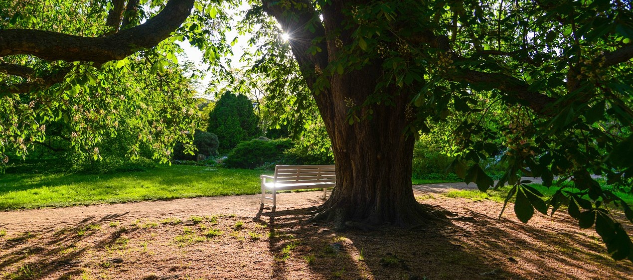 How to grow grass under a tree - Boston Seeds