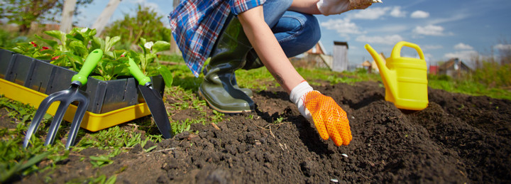 Gardener planting wildflowers - Boston Seeds