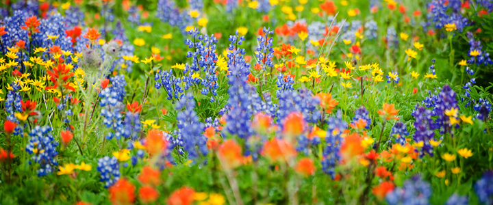 pretty wildflower colour mixture - Boston Seeds