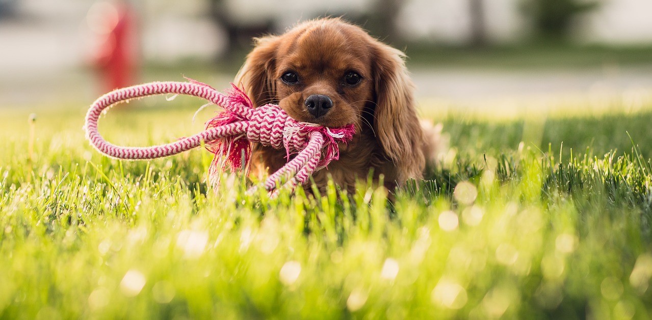 July Lawn Care Tips - Summer Lawn Maintenance - Boston Seeds