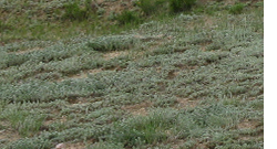 seeds