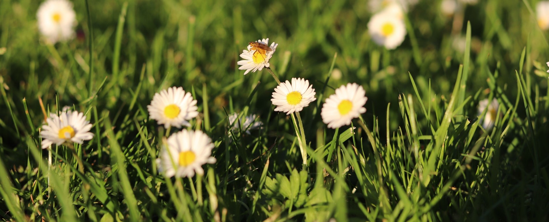 Lawn Care in May - Lawn Maintenance - Boston Seeds