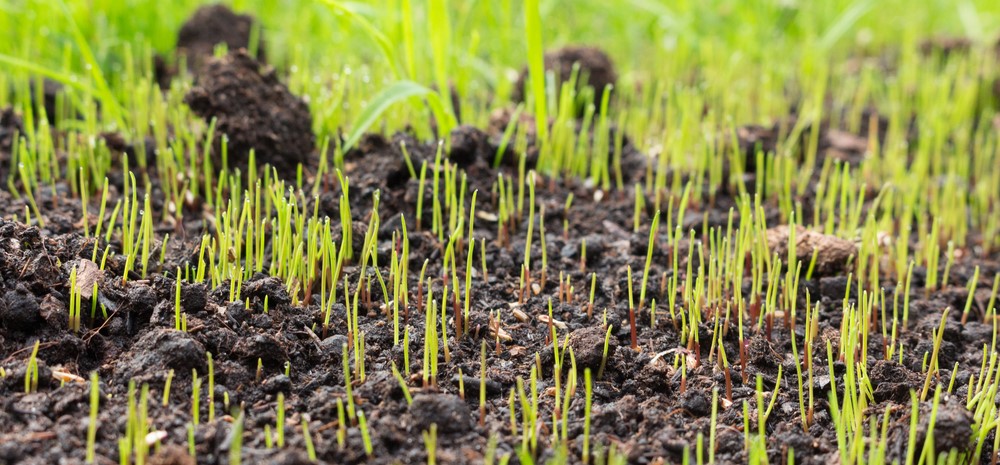 March Lawn Care Tips | Spring Lawn Maintenance - Boston Seeds