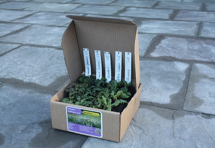 Wildflower plug plants in mail order box