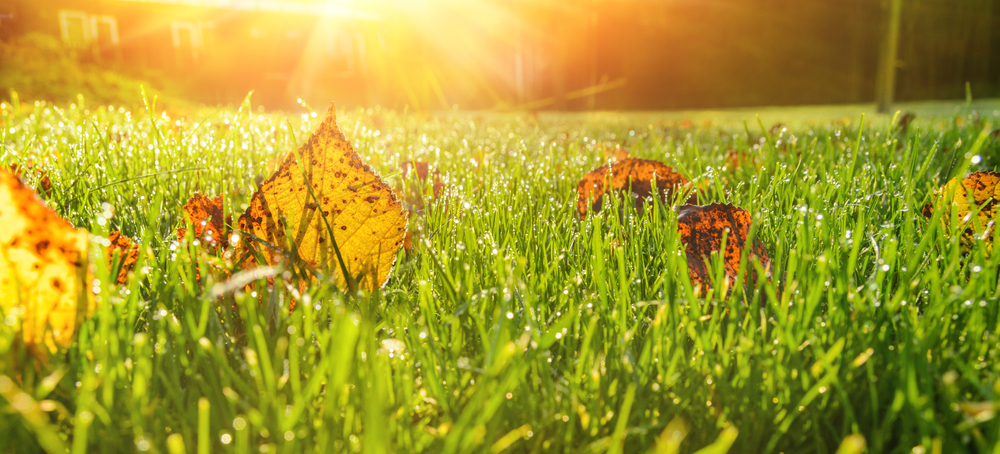 September Lawn Care - Autumn Lawn Maintenance - Boston Seeds