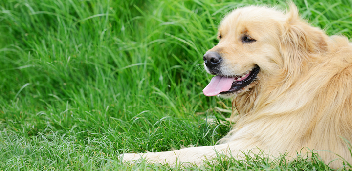 Lush green lawn with dog - Boston Seeds