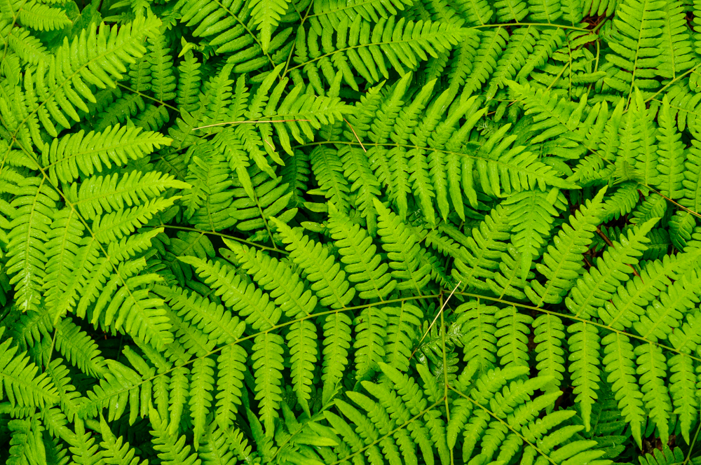 Plants that are toxic to horses - Bracken Fern