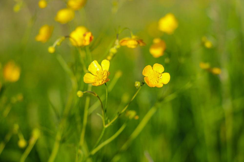 Plants that are toxic to horses - Buttercup