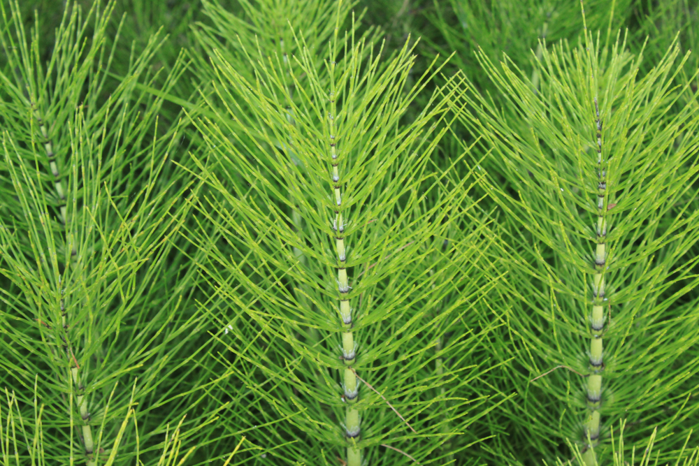 Plants that are toxic to horses - Horsetail