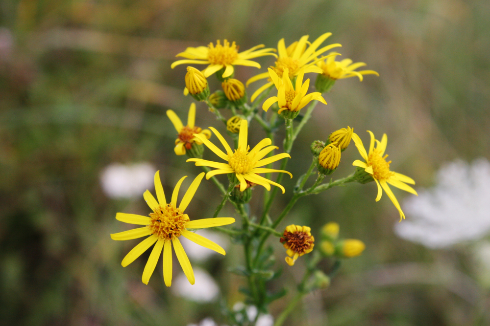 Plants that are toxic to horses - Ragwort