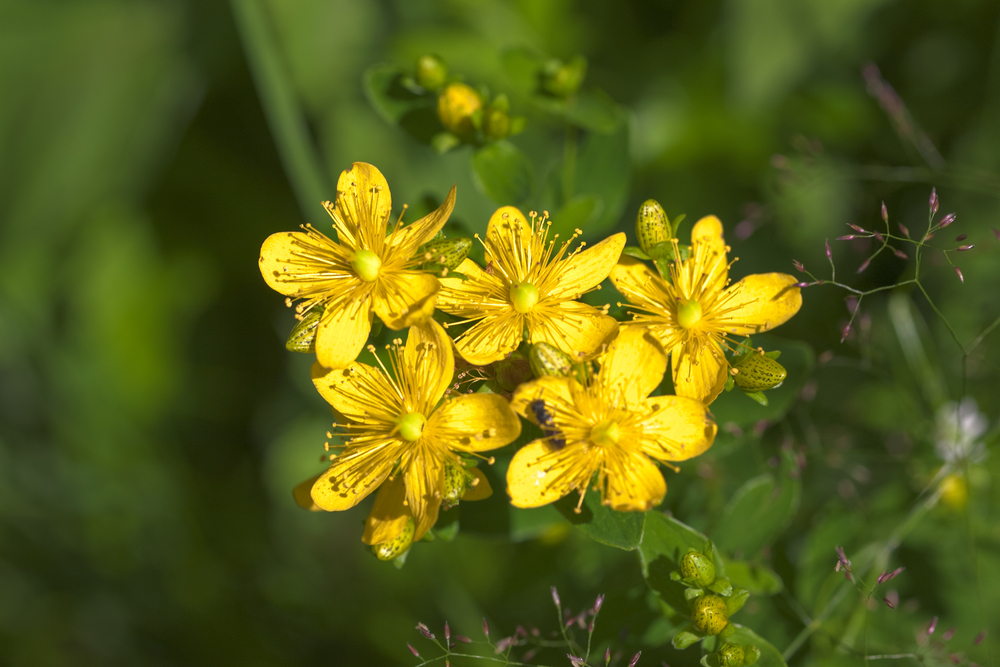 Plants that are toxic to horses - St John's Wort