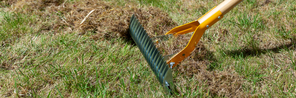 Using a rake to scarify a lawn - Boston Seeds