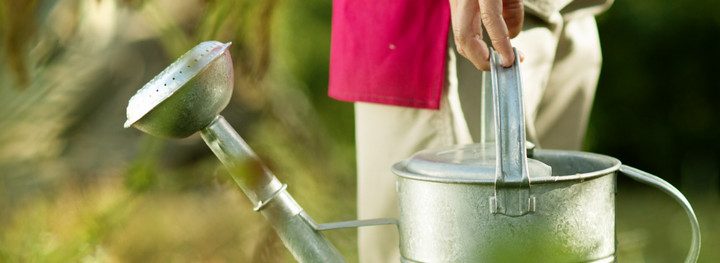 Liquid fertiliser from a watering can - Boston Seeds