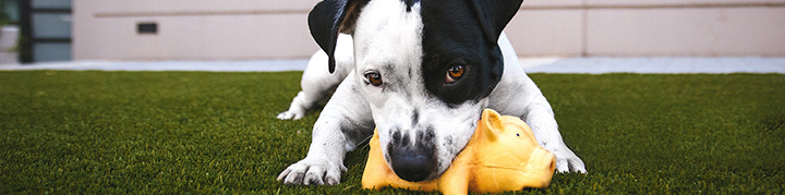 Dog with a chew on a lawn - Boston Seeds