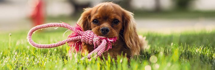 Dog on hard-wearing grass - Boston Seeds