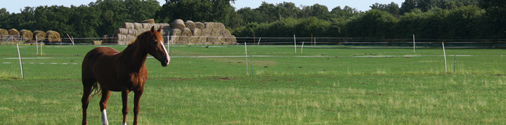 Horse in a paddock - Boston Seeds