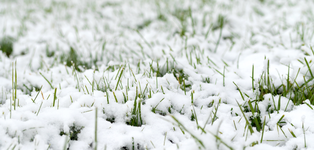 Sowing Grass Seed in Winter | Cold Weather Grass Seed - Boston Seeds