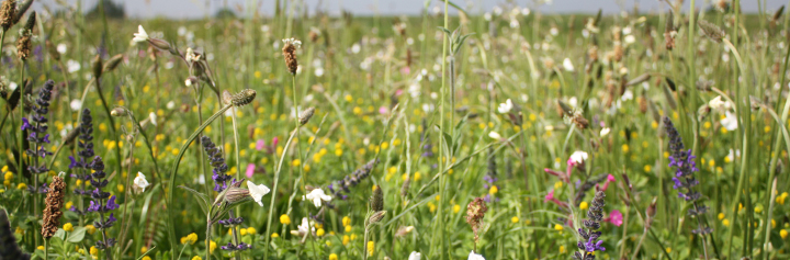 Wildflowers in a meadow - Boston Seeds