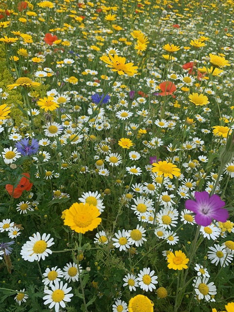 BS9P 100%: Cornfield Annuals Wildflower Seeds