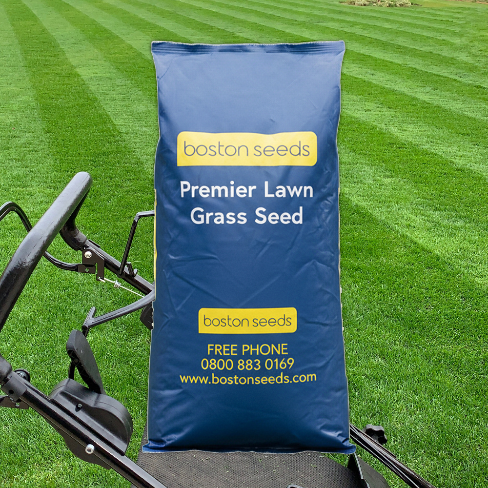 BS Premier best Quality Grass Seed