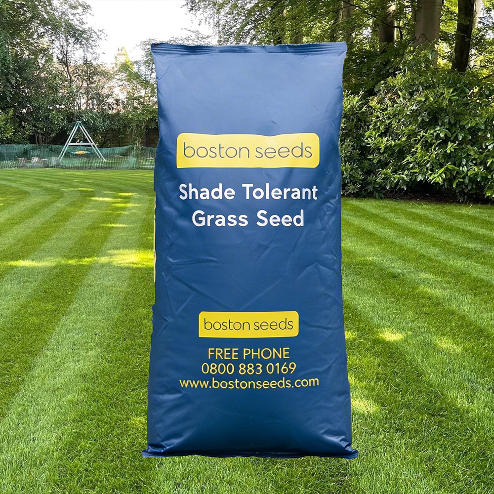 BS Shade Tolerant Grass Seed