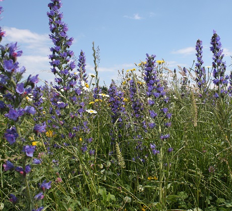 BS10P 100%: Coastal Areas Wildflower Seeds