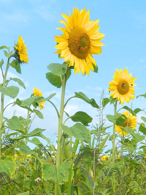 Dwarf Sunflower Seed