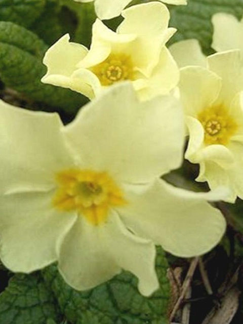 Primrose, Wild (Primula vulgaris) Plant