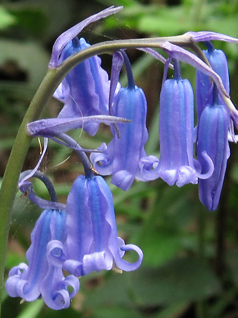 BS Bluebell Bulbs 'In The Green' (Hyacinthoides non-scripta)