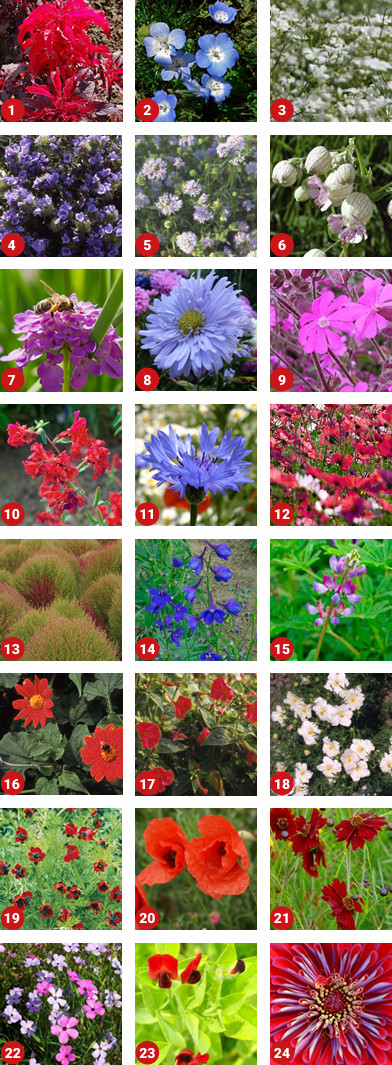 ColourMax 6 Mixture Contents