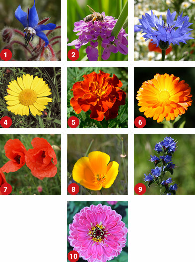ColourMax 7 Mixture Contents