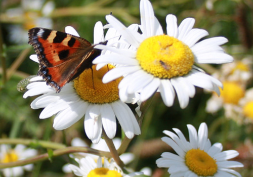 Quality grass and lawn seed