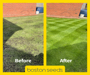 Overseeding an Existing Lawn - Boston Seeds