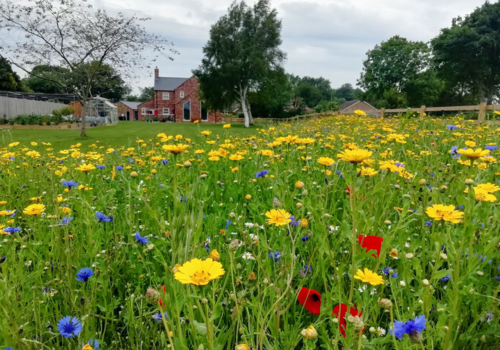 Establishing a Wildflower Garden - Boston Seeds