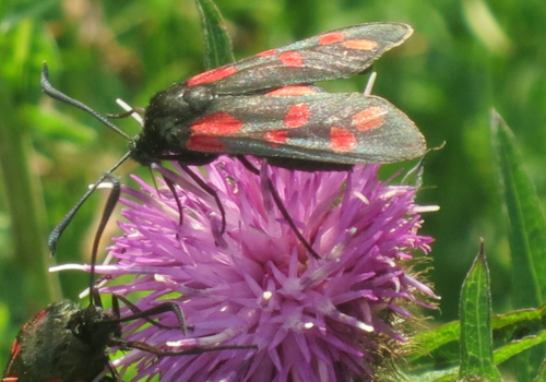 Contents of Dry Soils Wildflower Plant Collection