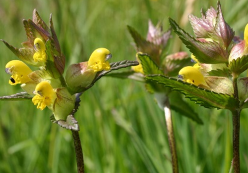 Flowering yellow rattle plant