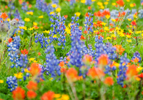 How to Plant Wildflowers for Bees